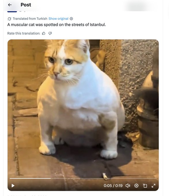 A screenshot of a social media post translated from Turkish with the caption 'A muscular cat was spotted on the streets of Istanbul,' accompanied by a video still of a very chubby white and orange cat sitting outdoors.