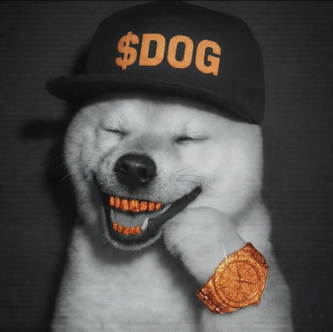 A black and white image of a smiling dog wearing a black cap with '$DOG' in orange and gold diamond-encrusted teeth and a matching watch.