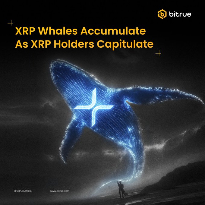 The image features the Bitrue logo and the headline "XRP Whales Accumulate As XRP Holders Capitulate," depicting a glowing whale formed from XRP's logo symbol looming over a small figure on a beach, visually representing the growing dominance of large XRP holders over retail investors as whales accumulate 2.8% more XRP while small holders sell off.