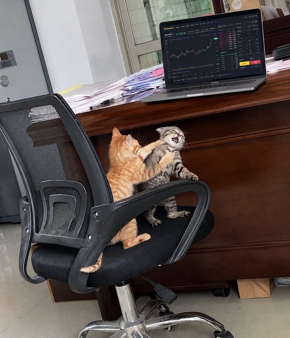 Two kittens playfully wrestle on an office chair in front of a desk displaying a laptop with what appears to be a Bitcoin (BTC) trading chart showing a value of "97,167.06". The image perfectly captures the post's sentiment—the morning started peacefully with the kittens, but now the BTC chart's upward movement has energized the office atmosphere.
