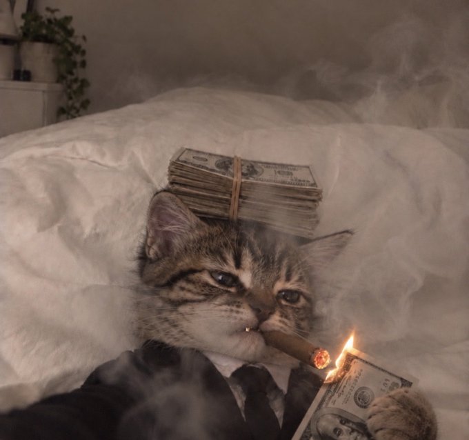 A tabby kitten wearing a black suit, surrounded by smoke, with a stack of $50 bills on its head and a cigar in its mouth that is lighting a $50 bill on fire.