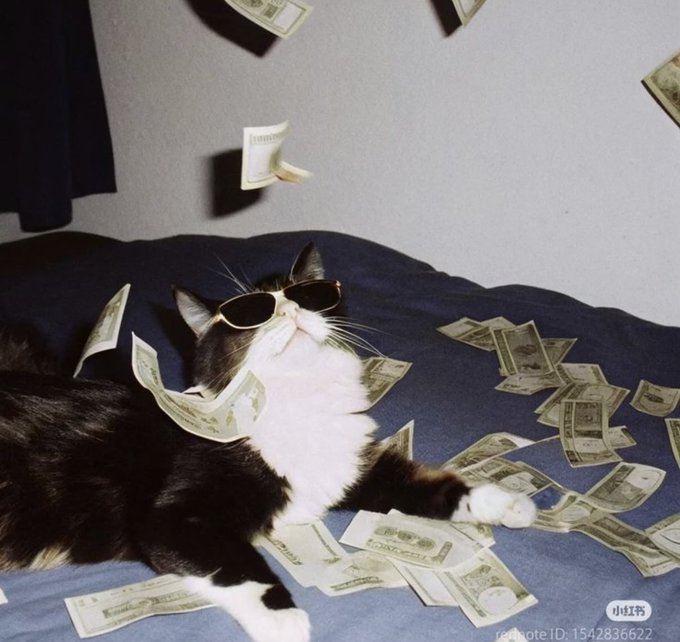 A black and white cat wearing sunglasses lounges on a blue bed surrounded by scattered US dollar bills falling from above, creating a humorous 'rich cat' meme.