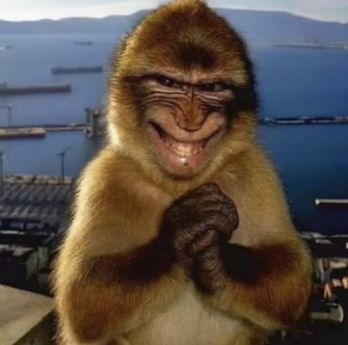 Meme-style image of a smiling monkey with clasped hands against a harbor backdrop.