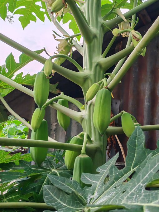 The image shows a large green plant with many small fruits hanging from its branches, surrounded by leaves. The plant appears to be a papaya tree or a similar type of fruit-bearing plant. In the accompanying text, there are mentions of a "Nomisma Network" and "@useTria". This suggests that the person who posted this image might have some knowledge about papayas or be involved in the papaya industry. The post seems to be related to the topic of papayas, possibly discussing their growth, care, or other aspects of the fruit-bearing process.