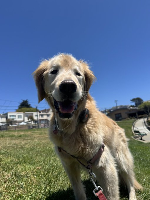 A golden retriever dog sits on grass outdoors on a sunny day with a clear blue sky, wearing a harness and leash.