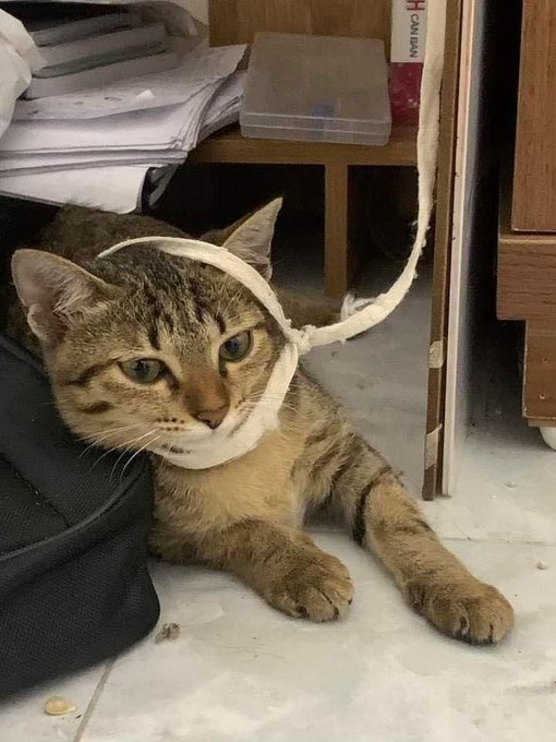 The image features a cat lying down on its side, with one of its paws resting on top of a black bag or backpack. The cat appears to be wearing a bandage around its head, which might have been put on by someone who wanted to capture this unique moment for their social media account.

The caption "They were longing sol on a weekend gm" suggests that the person who took the photo was likely trying to capture an interesting or unusual scene involving the cat and the bag. The image could be used as part of a series, where each post is related in some way to the previous one, creating a chain of content that tells a story or evokes emotions from the viewers.