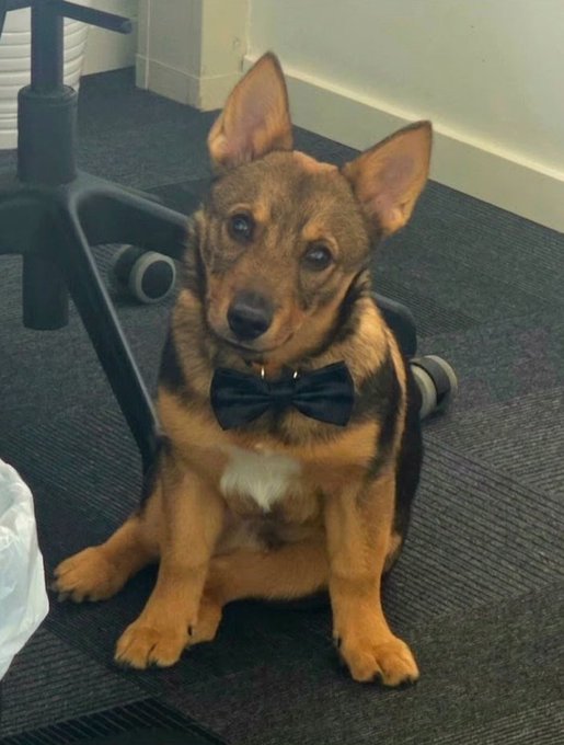 The image features a small brown dog sitting on a gray carpeted floor, wearing a black bow tie. The dog appears to be posing for the camera with a smile on its face. In the background, there are two chairs visible - one near the left side of the frame and another towards the right side.