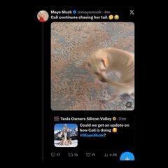 The image shows a Twitter post by Maye Musk quoting a user named Tesla Owners Silicon Valley about her "Cali" dog continuing chasing her tail, referencing the $CALI meme coin and its price update from "Jew Cat to Jew today." This supports the speculation that $CALI could be the next FLOKI, as the post highlights the coin's growing attention through Musk's engagement with the dog-themed token.
