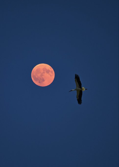 A large reddish full moon in a dark blue sky with a stork flying past it.