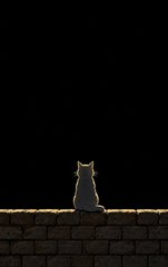 A small gray cat with glowing yellow eyes sits atop a stone wall, gazing into a vast black expanse.