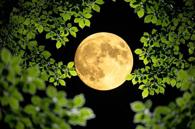A full yellow-orange moon glowing through green tree leaves against a black night sky.