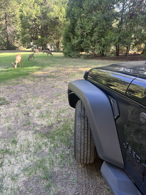 A black Jeep vehicle is parked on grass while several deer graze in a wooded field in the background on a sunny day.