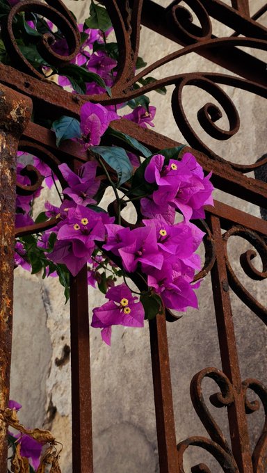 Vibrant purple bougainvillea flowers bloom through the decorative ironwork of a rusty metal gate against a textured wall.