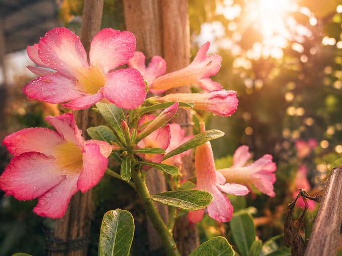 Vibrant pink desert rose blossoms, glistening with dewdrops, are bathed in warm golden sunset light against a softly blurred tropical backdrop. The image perfectly complements the post's "Golden Bloom of the Desert Rose" title, capturing the luminous, blooming beauty of a 1/1 NFT art piece for collectors.