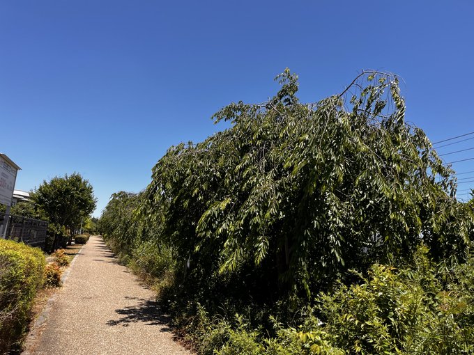 The image shows a tree with large green leaves, possibly an elm or willow tree, located next to a dirt path. The path appears to be a gravel road that runs through the scene. In the background, there are houses visible on one side of the path and trees on the other side. A post is also present in the image, which seems to be related to the tree's position or the surrounding area.