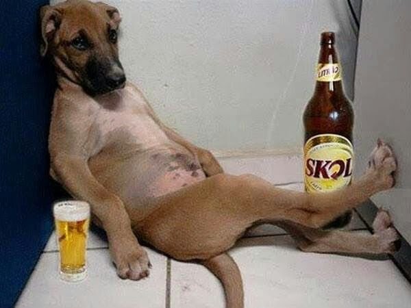 A humorous photo of a brown dog lounging back against a wall next to a large brown bottle of Skol beer and a half-full glass of beer on the floor.