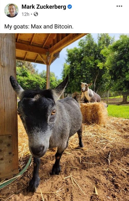 A Facebook post by Mark Zuckerberg (marked 12h with a globe icon) captioned 'My goats: Max and Bitcoin,' showing a black goat in the foreground and a goat with a bell in the background of a fenced pen.