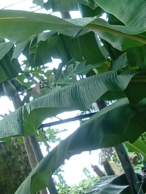Photo looking up at large green banana plant leaves against a bright sky.
