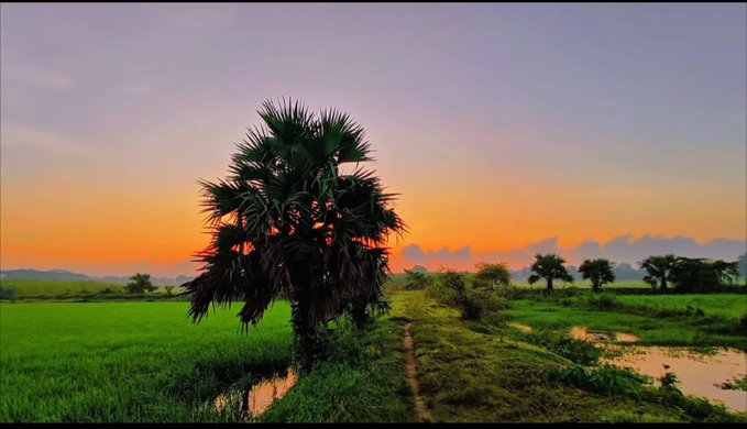 A lone palm tree stands against a vibrant sunset sky, casting a silhouette over lush green rice paddies that reflect the golden-orange hues of dusk. The serene rural landscape perfectly complements the post's reflection on nature's breathtaking beauty, suggesting a peaceful morning moment in a countryside setting.