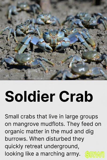 An educational infographic titled "Soldier Crab" featuring a photo of multiple blue-purple soldier crabs on mangrove mudflat, with text explaining their behavior of swarming in groups, feeding on organic matter, and retreating underground when disturbed. The caption supports a $RWI meme promoting mangrove restoration through TreeGens.