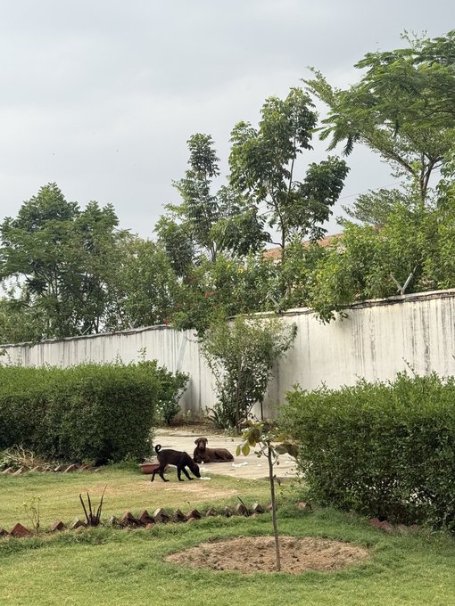 The image features two dogs, one black and one brown, walking around an enclosed yard with bushes and trees. The black dog appears to be leading the way while the brown dog follows closely behind. In front of them, there's a small tree that adds to the overall scenery. A fence can also be seen in the background, enclosing the area where the dogs are exploring.

The post includes text that reads "Love my $DOG and will never sell a single coin till we reach moon". This message seems to be related to the dogs or their owner, possibly indicating an emotional attachment between them. The image captures the bond between these two animals as they enjoy each other's company in this peaceful outdoor setting.