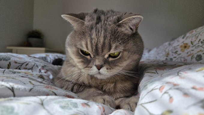 The image features a gray cat lying down on top of a bed with white sheets, looking at the camera with an angry expression. The photo has been captioned "GM happy friday everyone" which suggests that the cat's behavior might be related to its owner's plans for the weekend or their general mood.