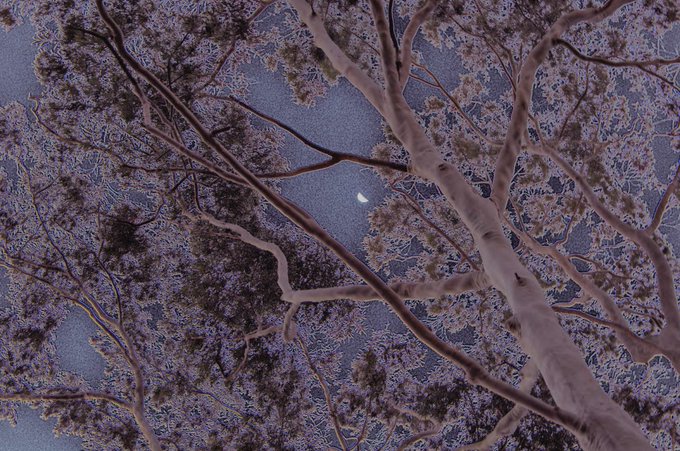 An atmospheric nighttime photograph looking upward through snow-covered tree branches toward a dark blue sky with a small crescent moon visible between the limbs.