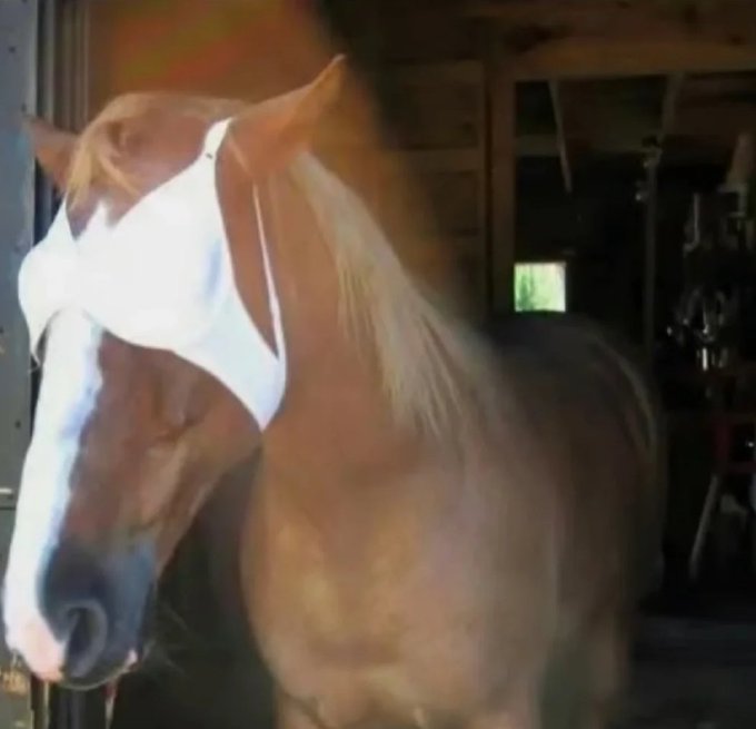 A chestnut horse wearing a white fly mask stands in what appears to be a barn or stable entrance.