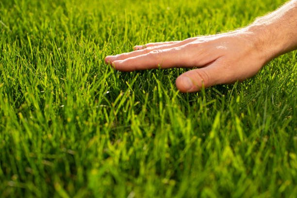 A hand rests gently on a lush expanse of vibrant green grass, taking a moment to literally "touch grass." The tactile image captures the simple, mindful act of connecting with nature.