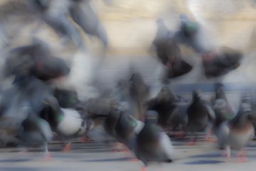 A blurry photograph of a large flock of pigeons gathered on the ground, possibly feeding, with some motion blur suggesting movement.