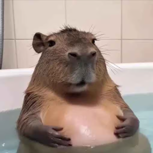A capybara relaxes in a bathtub with its characteristic calm, smiling expression, perfectly embodying the relaxed vibe often associated with meme coins. The post appears to be sharing a new Solana token contract address (likely a "pump" token), using the capybara's chill demeanor as a relatable mascot for the crypto community.