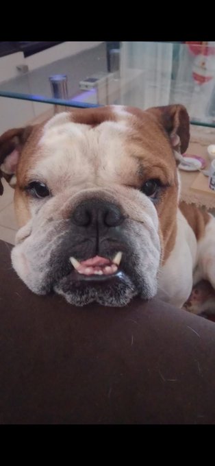 A close-up photo of an English Bulldog resting its chin on a dark surface, looking directly at the camera with its lower teeth showing.
