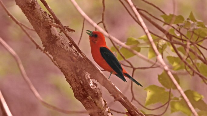 A vibrant Scarlet Tanager with its striking red body and black wings perches on a tree branch, its beak open as if singing. This bird's bold crimson plumage aligns perfectly with the post's description of a "tinted Scarlet Tanager edit" intended for clean photography in a summer seasonal collection featuring 4 bird-themed pieces.