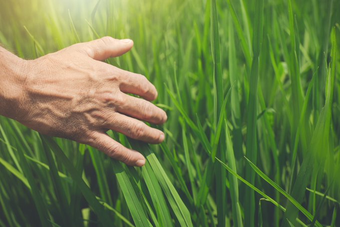 A close-up of an elderly person's wrinkled hand gently touching a patch of vibrant green grass.