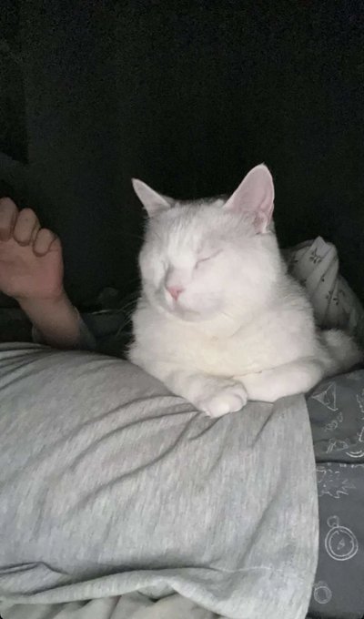 A serene white cat with closed eyes and pink ears resting peacefully on someone's lap in a dimly lit room.