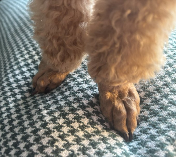 A close-up shot of a dog's fluffy tan paws standing on a green and white houndstooth-patterned blanket.