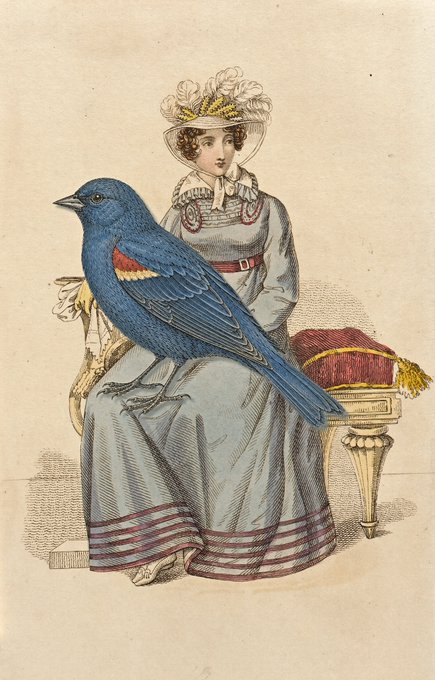 A brightly colored blue bird with red and yellow wing markings is illustrated perched on the arm of a seated woman in an ornate 19th-century bonnet and striped dress, on a vintage fashion plate with the tiny inscription "N. Orr Jun" visible in the lower right corner, artfully merging the maker's bird photograph with the period illustration.