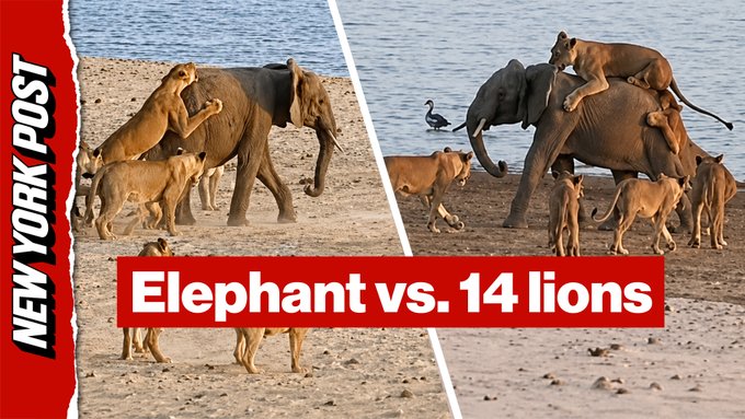 A split-screen image shows an elephant being surrounded and attacked by a pride of lions (titled "Elephant vs. 14 lions") at a watering hole, highlighting the elephant's successful defense against the overwhelming odds.