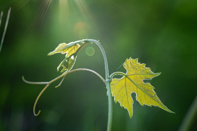 A delicate green plant stem with curling tendrils and a serrated leaf is backlit by a bright sun flare and lens flares against a soft green background.