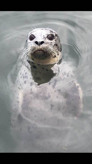 A close-up photo of a seal with spotted fur emerging vertically from the water, looking directly at the camera.