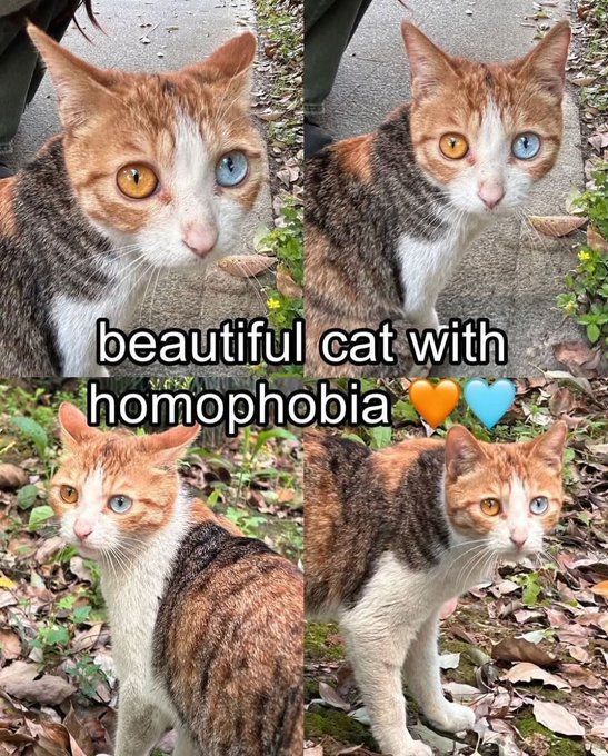 A four-panel collage shows different angles of a calico cat with heterochromia (one orange and one blue eye), with text overlay reading 'beautiful cat with homophobia' alongside orange and blue heart emojis.