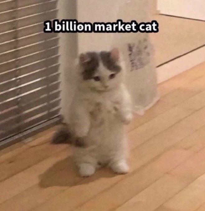 A low-resolution video clip shows a small gray and white kitten standing upright on its hind legs on a wooden floor, with the overlaid meme text "1 billion market cat".