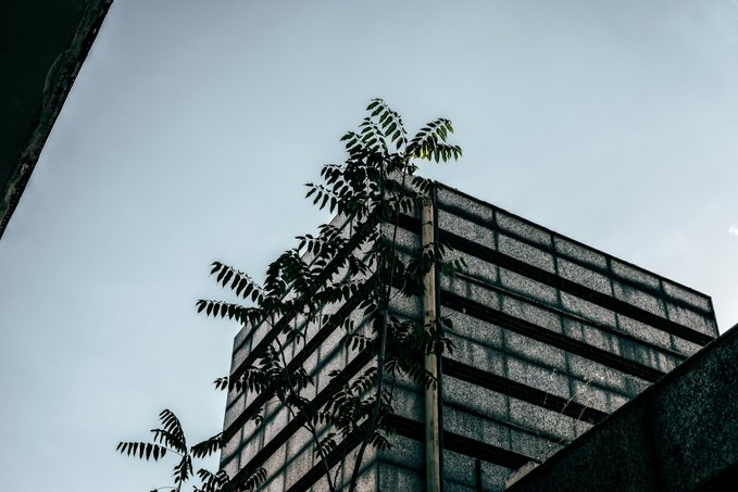 A low-angle photograph looking up at a modern concrete building with horizontal slatted windows, partially obscured by green foliage branches against a pale sky.