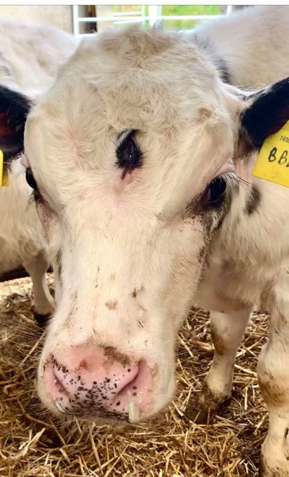 A close-up photo of a white cow with black spots and a yellow ear tag reading '8.8', standing on hay in what appears to be a barn setting.