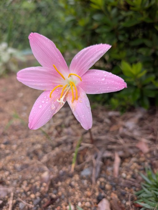A delicate pink rain lily with bright yellow stamens stands alone on wet, pebbled soil, its petals glistening with raindrops — a perfect embodiment of a flower in the rain.