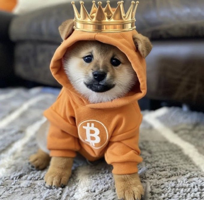 An adorable Shiba Inu puppy wearing an orange hoodie with a Bitcoin logo and a gold crown, sitting on a textured gray surface.