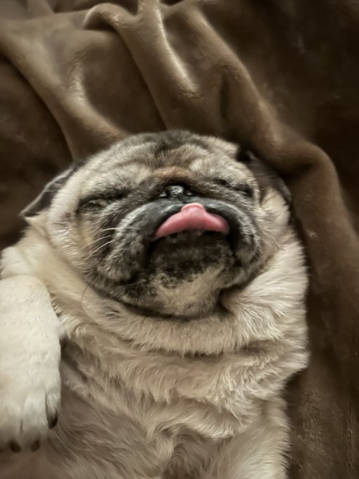 Adorable pug dog lying on its back on a brown blanket, sleeping with its tongue sticking out and eyes closed.