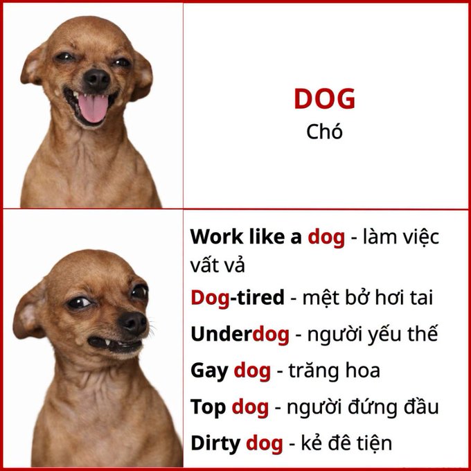 A red-bordered language graphic pairs dog expressions with “DOG / Chó” and lists English dog phrases with Vietnamese meanings, including “Work like a dog,” “Dog-tired,” “Underdog,” “Gay dog,” “Top dog,” and “Dirty dog.”