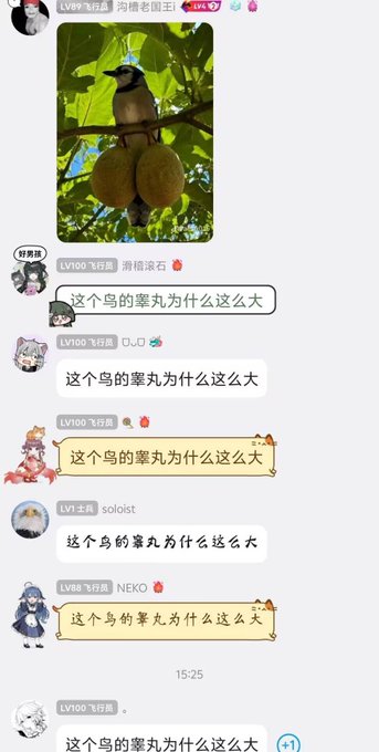 A screenshot of a livestream chat shows a bird with large round features perched on a branch, with multiple viewers commenting '这个鸟的睾丸为什么这么大' (Why is this bird's testicle so big).