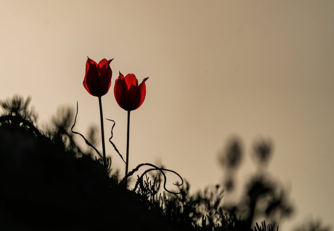 Silhouette photograph of two red tulips standing tall against a warm, hazy sunset sky, with the blurry outlines of other plants in the foreground.